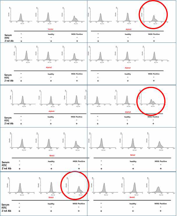 Alph1 – Beta 5까지의 9종의 isoform을 모두 MOG-Ab positive 시료 및 negative 시료와 반응시켰으며 alpha 1, alpha 6, 그리고 beta 3에서 높은 SNR (signal to noise ratio)를 확인하였음. 2차년도 연구에서 보다 많은 숫자의 시료를 통해 통계적인 분석 예정