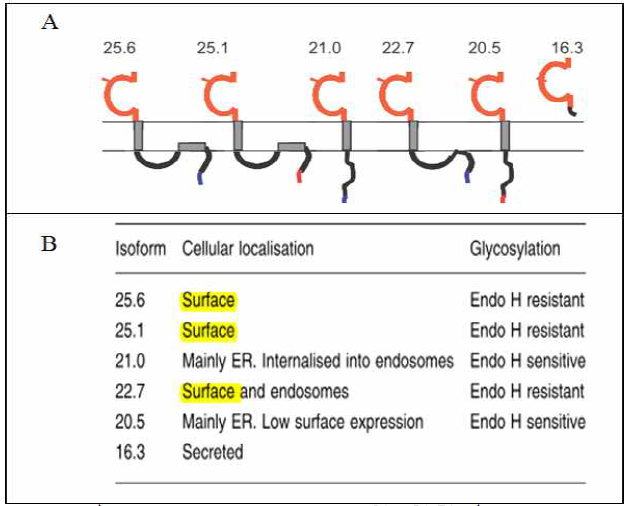 다양한 MOG의 isoform (A)와 이에 따른 다양한 세포내 위치 (B) (From Iglesias, et al, Gial 2001)