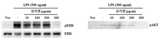 대식세포에서 ERK와 AKT의 인산화에 상기생 추출물이 미치는 효과