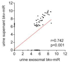소변 상층액내와 엑소좀 분획내 BK 바이러스 miRNA 분포와 상관관계