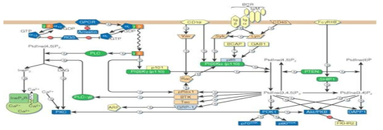 PIP3 Signalling pathway in B lymphocytes