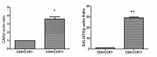 CCR7+CD8+T세포에서 관련 microarray 관련 유전자 in vitro에서 재확인