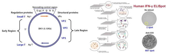 BKV의 항원 (VP1, Large T, VP2, Small T, VP3)(좌측)의 구조 및 BK바이러스 특이 ELISPOT assay 방법