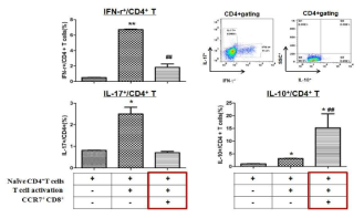 CCR7+CD8+T와 CD4+T를 T세포 분화자극조건에서 공조배양 후 T세포 아형의 변화