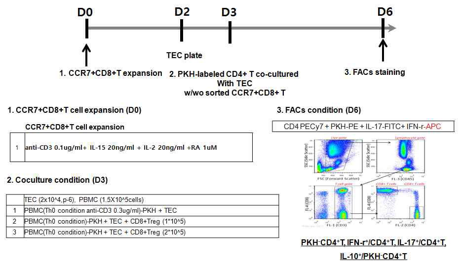 HPRTEpiC이용 CCR7+CD8+T 세포의 면역조절기능 확인