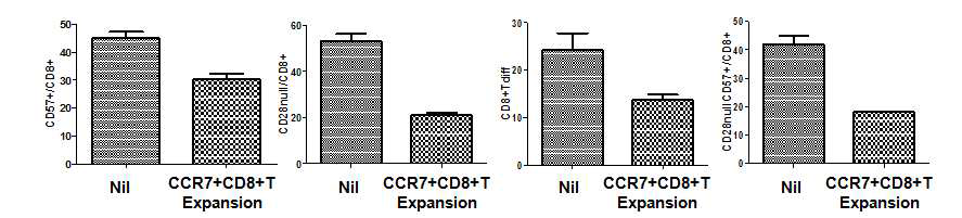 CCR7+CD8+T세포 증폭 조건에서 CD57+CD28nullCD8+T, CD8Diff의 감소
