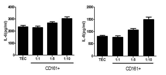 CD161+T에 의한 HPRTEpiC손상 확인