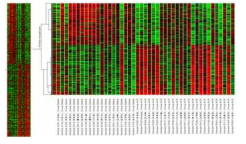 ACR 특이 전사체의 clustering