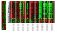 AMR 특이 전사체의 clustering