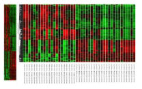 LTS 특이 전사체의 clustering