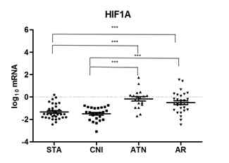 실험군간 소변 HIF1A 전사체 발현 비교