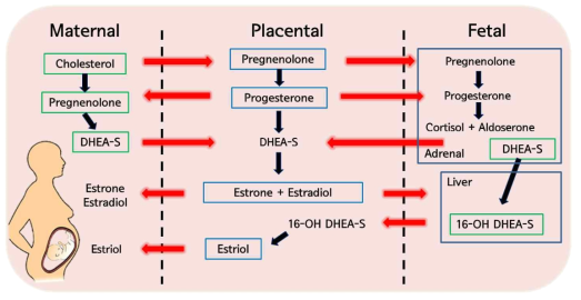 태반에서의 스테로이드 호르몬 합성과정