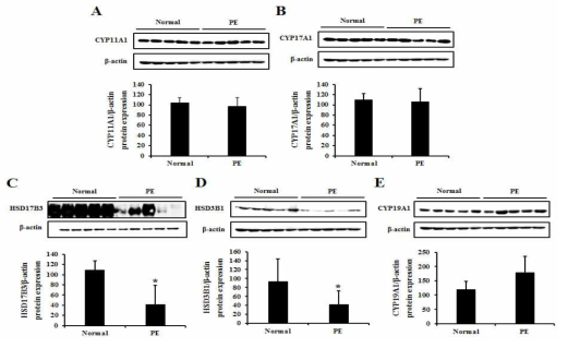 임신중독증 태반에서 스테로이드 호르몬 대사관련 효소의 단백질 발현 (A) CYP11A1, (B) CYP17A1, (C) HSD17B3, (D) HSD3B1, (D) CYP19A1