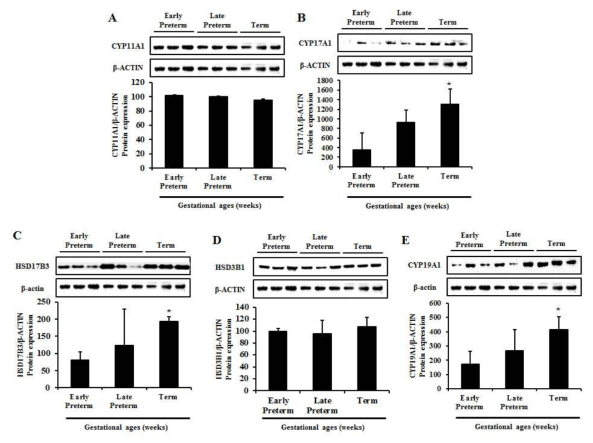 정상임산부의 주기별 태반에서 스테로이드 호르몬 대사관련 효소의 단백질 발현 (A) CYP11A1, (B) CYP17A1, (C) HSD17B3, (D) HSD3B1, (D) CYP19A1