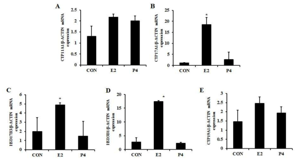 태반세포에서 E2와 P4에 의한 스테로이드 호르몬 대사관련 효소의 mRNA 발현 (A) CYP11A1, (B) CYP17A1, (C) HSD17B3, (D) HSD3B1, (E) CYP19A1