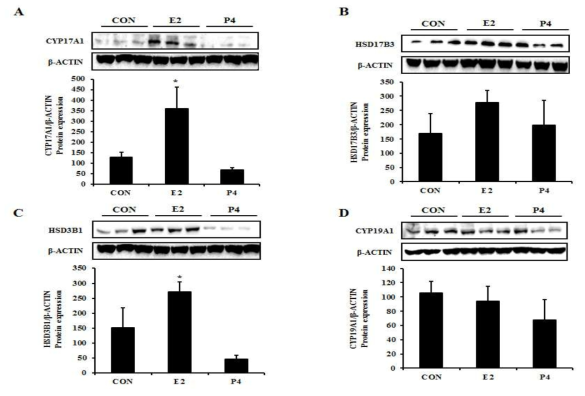 태반세포에서 E2와 P4에 의한 스테로이드 호르몬 대사관련 효소의 단백질 발현 (A) CYP17A1, (B) HSD17B3, (C) HSD3B1, (D) CYP19A1