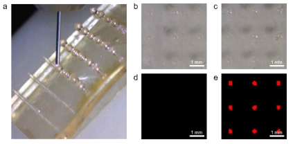 (a) 정량분주기를 사용한 마이크로니들 표면에 바이오마커를 고정시키는 방법. (b) 형광 dye를 코팅하지 않은 마이크로니들 대조군과 (c) 형광 dye를 코팅한 마이크로니들의 현미경 이미지. (d) 형광이 검출되지 않은 대조군과 (e) 마이크로니들 팁 부분에 선택적으로 형광이 검출된 이미지