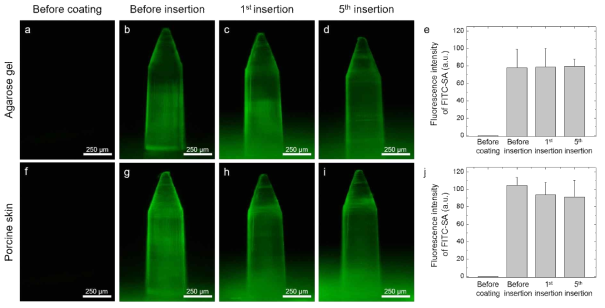 공유결합으로 고정화된 항체의 안전성 테스트. (a, f) FITC-SA 코팅 전 MN 사진, (b, g) FITC-SA 코팅 후 MN 사진 (c, d) 하이드로젤 내에 반복 삽입한 후의 사진, (e) 하이드로젤 내 반복 삽입 전 후의 형광 세기 비교 그래프, (h, i) 돼지 피부 내에 반복 삽입 후의 사진, (j) 돼지 피부 내 반복 삽입 전 후의 형광 세기 비교 그래프