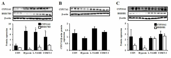 임신중독증 세포모델에서 스테로이드 호르몬 대사관련 효소의 단백질 발현 (a) CYP11A1과 HSD17B3, (b) CYP17A1, (c) CYP19A1과 HSD3B1
