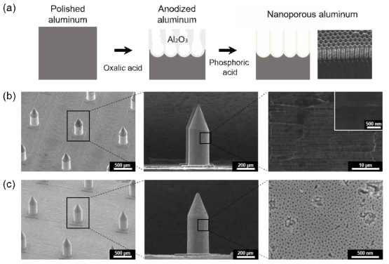 (a) 금속 마이크로니들 표면 위에 양극 산화 처리를 통한 나노 구조 도입. (b) 양극 산화 처리하지 않은 금속 마이크로니들의 SEM 이미지. (c) 양극 산화를 통해 나노 구조가 도입된 나노다공성 마이크로니들의 SEM 이미지