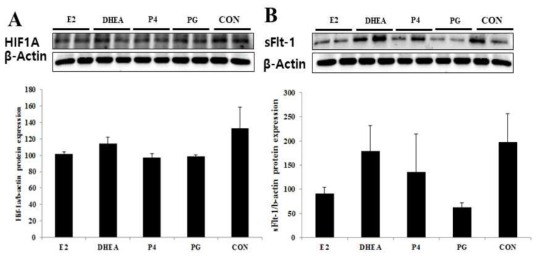 마커호르몬을 처리한 세포에서의 임신중독증 관련인자의 단백질 발현 (A)HIF1A, (B)sFlt-1