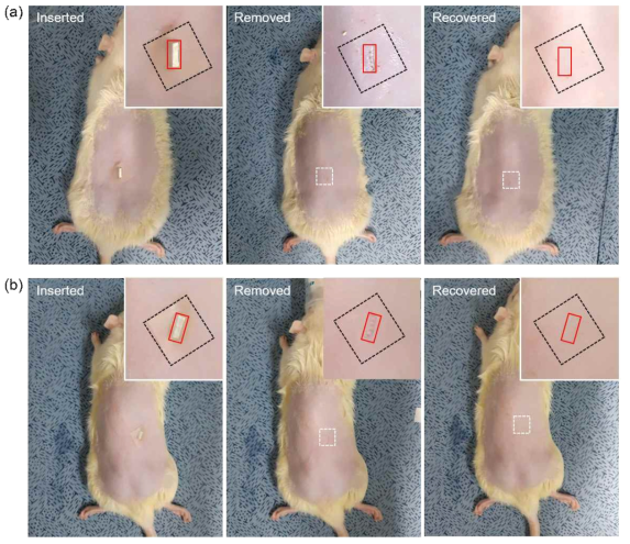 마이크로니들 적용 시간에 따른 랫트 피부 표면 사진. (a) 1분, (b) 10분 간 삽입하여 바이오마커 캡처