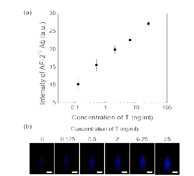 (a) T의 농도에 따른 AF-2nd Ab의 형광 세기 확인 및 (b) 형광 현미경을 통해 확인된 마이크로니들의 형광 이미지. Scale bar: 200 μm