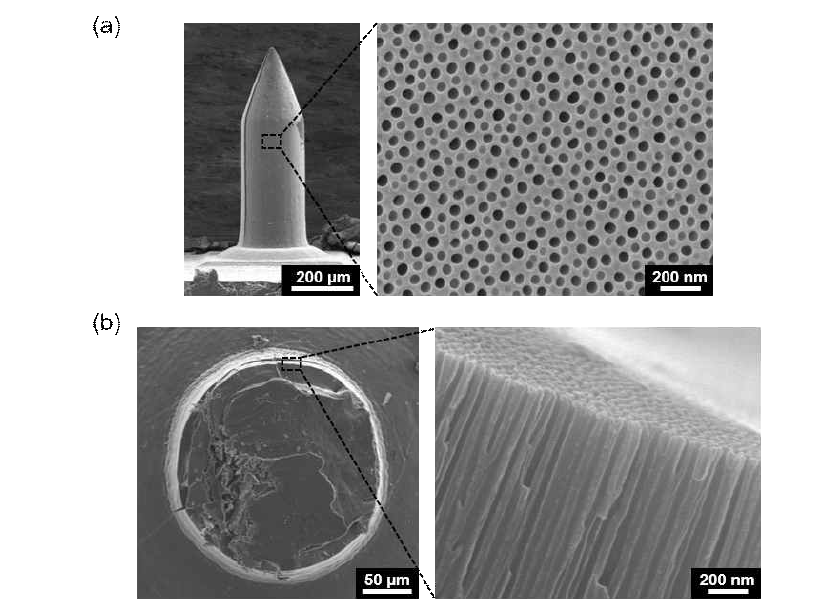 동물실험을 위해 제작한 고 균일도의 나노다공성 마이크로니들의 (a) 표면 및 (b) 단면 SEM 이미지