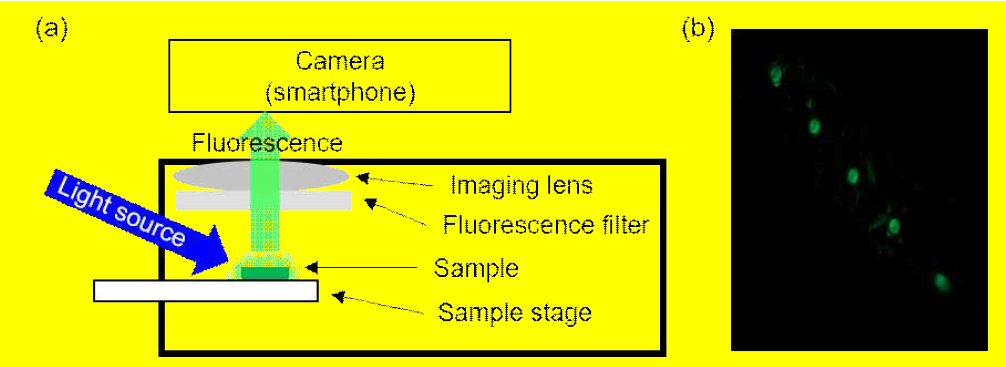 본 연구에서 개발한 스마트폰 기반의 형광 분석 장치의 (a) 시스템 개략도 및 (b) PlGF가 캡처된 마이크로니들 패치를 형광 분석 장치와 스마트폰 (iPhone 6S)을 이용해 촬영한 형광 이미지
