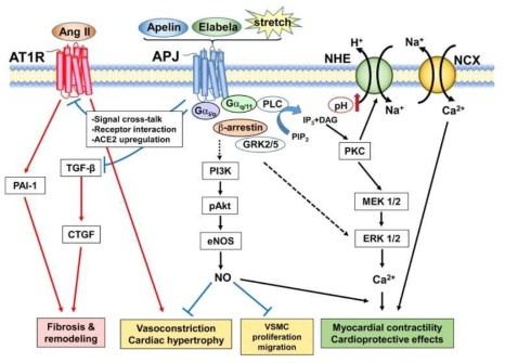 심혈관계에서 ELABELA의 signal pathway