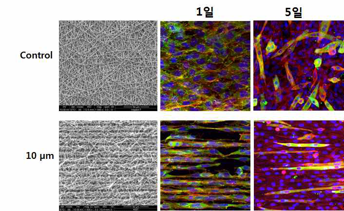레이저를 이용하여 나노파이버 스캐폴드 표면에 10 μm 크기의 패턴을 제작하고 그 위에서 근육세포를 배양하여 근섬유 분화를 촉진시킴