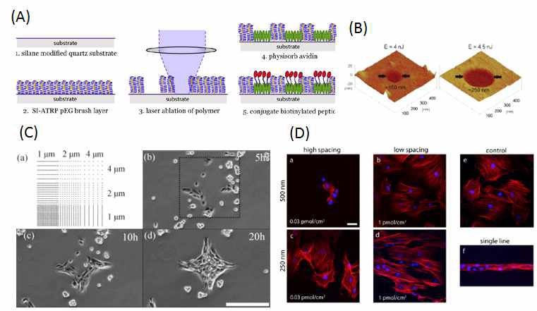 (A) 폴리머 박막을 이용한 나노스케일 화학 패터닝 공정, (B) 폴리머 박막 나노구조물, (C) 리간드 패턴에서의 세포 부착 및 거동, (E) 리간드 패턴 농도에 따른 중간엽줄기세포 형상 (JACS, 2012)