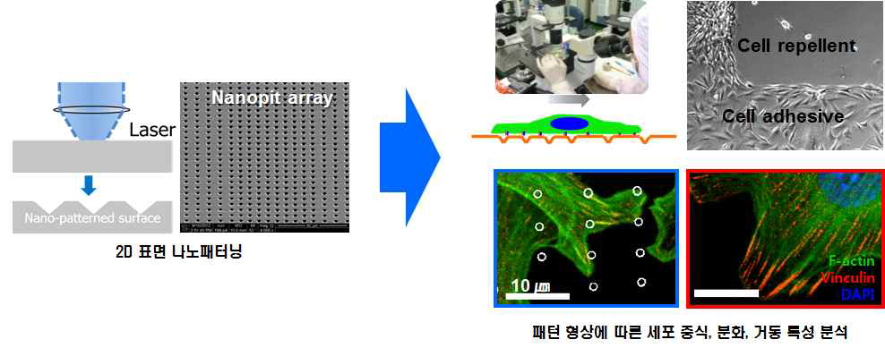 나노구멍 패턴을 이용하여 세포의 접착을 조절하고 세포의 증식, 분화, 이동에 대한 메커니즘 규명(Nature Materials, 2015)