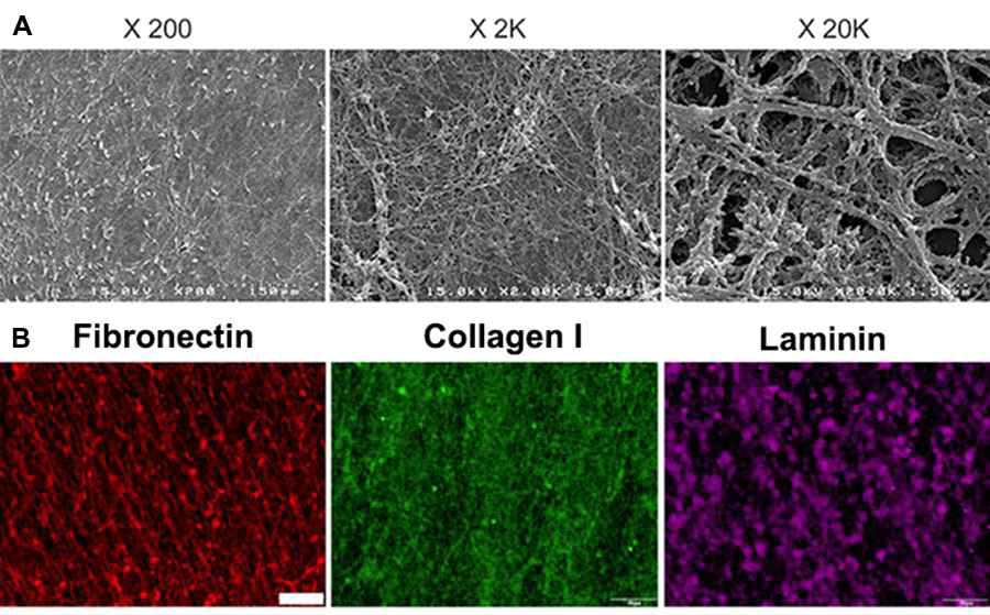 탈세포화 과정을 거친 섬유아 세포 유래 메트릭스 표면형태의 SEM 사진 (A)과 면역형광염색을 통한 주요 구성 단백질 분석(B). (Biomacromolecules, 2012)