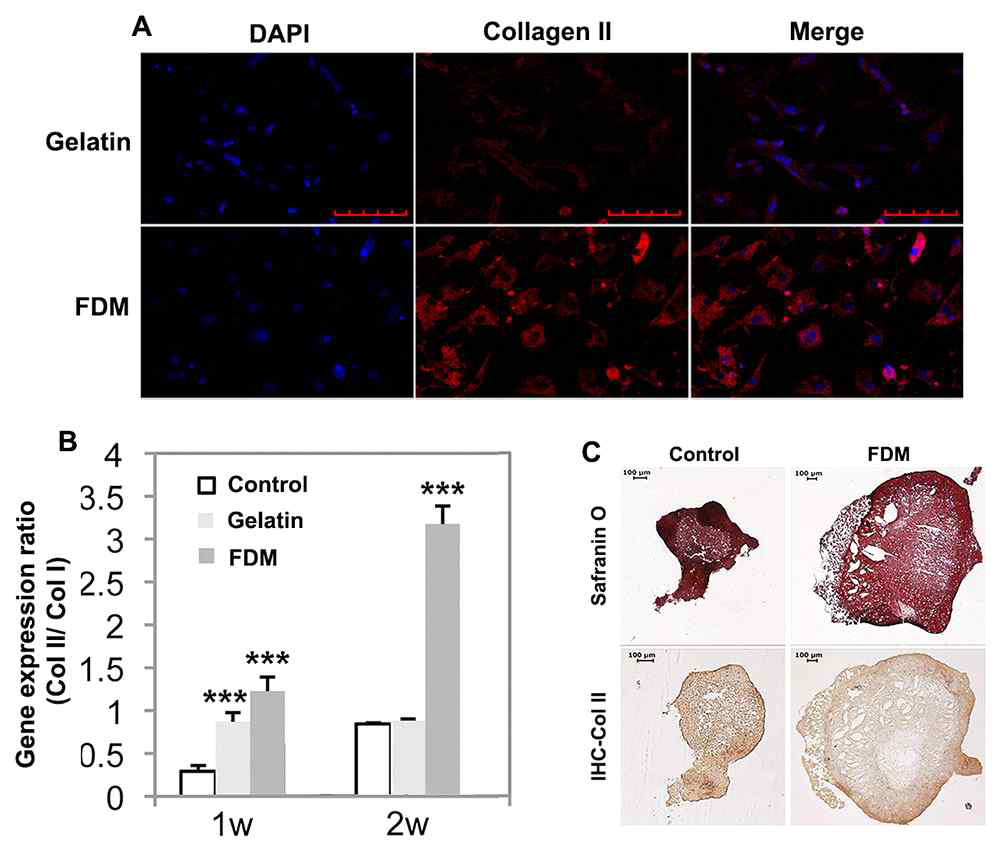 이차원 메트릭스 미세환경에서 rat 연골세포의 분화지표 비교평가: 제 2형 콜라겐의 면역형광염색(A), 연골 특이적 마커 발현 (B), 4주간 삼차원 펠렛 배양 후 조직염색 및 면역화학염색 (C). (***:p<0.001). (Tissue Engineering: Part A, 2013)