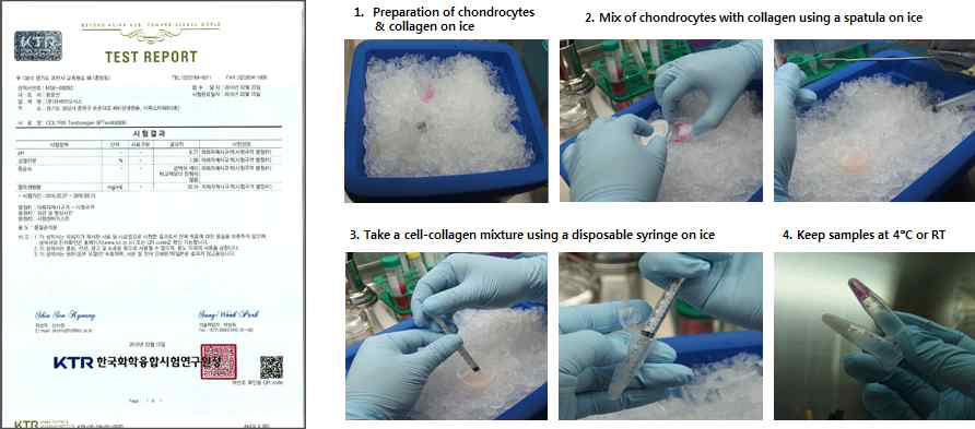 코중격 연골세포와 2%collagen의 복합체 제작 과정