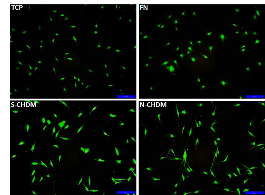 TCP, FN-coated 플레이트, 메트릭스 위 코중격 연골세포 생존률 결과 (scale bar = 200㎛)