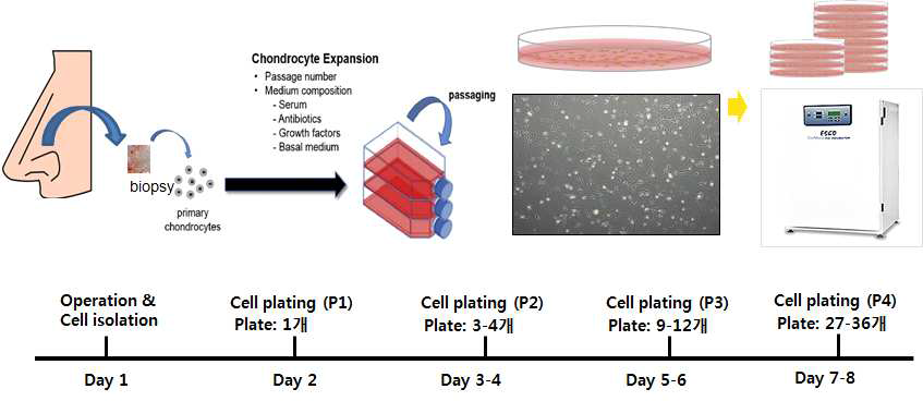 사람 코중격 연골세포의 분리와 대량 증식 프로토콜 확립