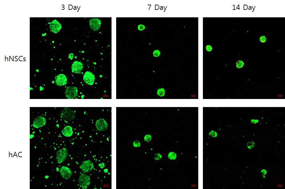 3차원 미세환경 세포 배양접시에서의 hNSCs, hAC의 생존률 및 형태학적 분석