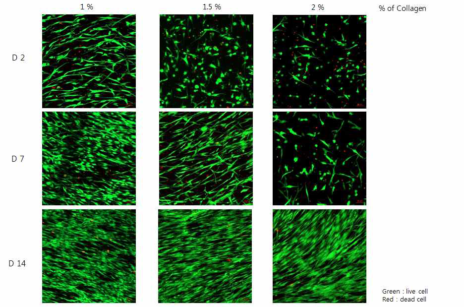 콜라젠 농도별 - 연골세포 복합체 내 세포 균질성 분석
