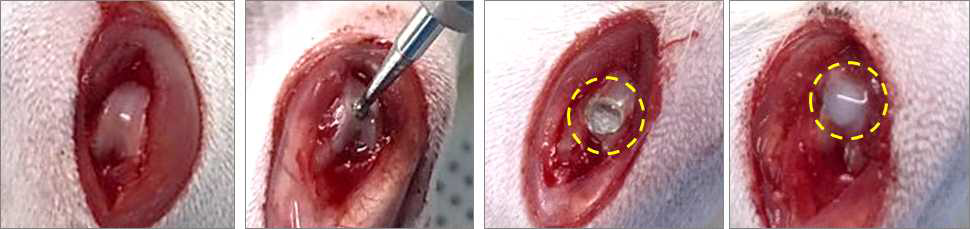 관절연골 손상 동물모델 제작 및 이식 방법