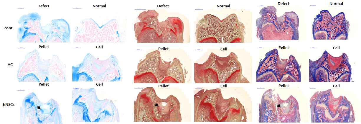 Alican blue staining, Safranin O staining, MT staning의 염색 조건을 확립