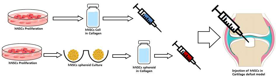 사람 코중격 연골세포 치료제의 생체내 연구를 위한 실험 계획
