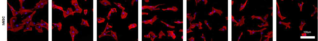hNSC의 초기 부착 형태