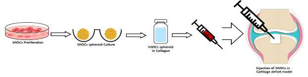 무릎연골세포 치료제 확립 및 이식방법