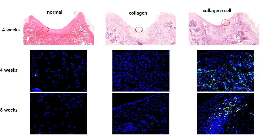 무릎연골 손상모델에서 세포 생착 검증