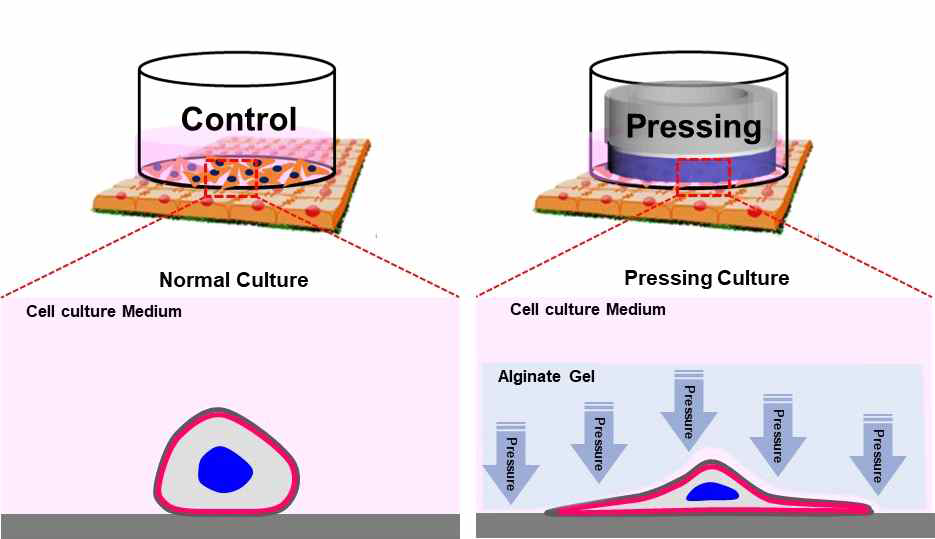 연골조직의 생장 환경을 모사한 가압환경배양 기법 모식도