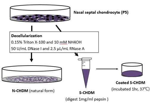 코중격 연골세포 유래 배양기저 제작법 모식도