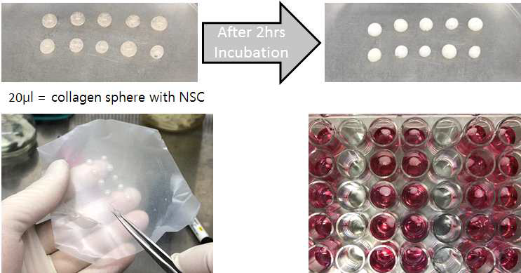 코중격 연골세포와 2%콜라겐의 3차원 구형 제작 결과