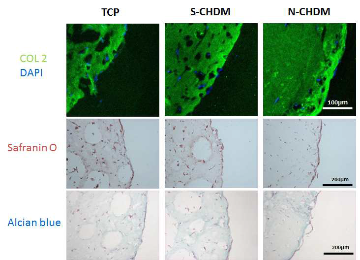 면역형광염색과 조직학 염색을 통한 코중격세포와 콜라겐 3차원 구형 연골성분 결과